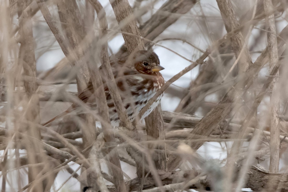 Fox Sparrow (Red) - ML646449799