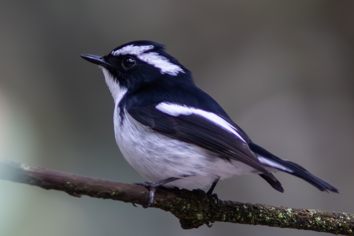 Little Pied Flycatcher - ML646449802