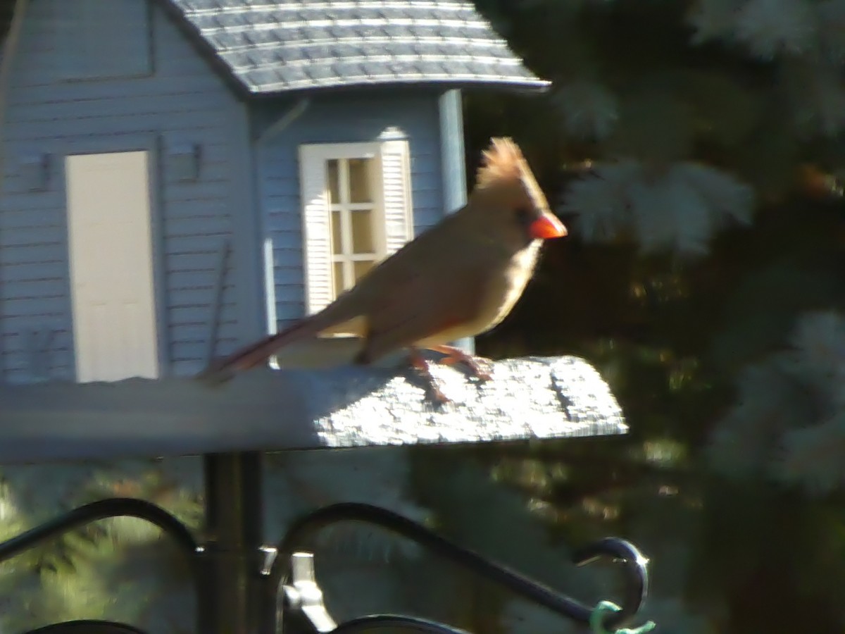 Northern Cardinal - ML646449807