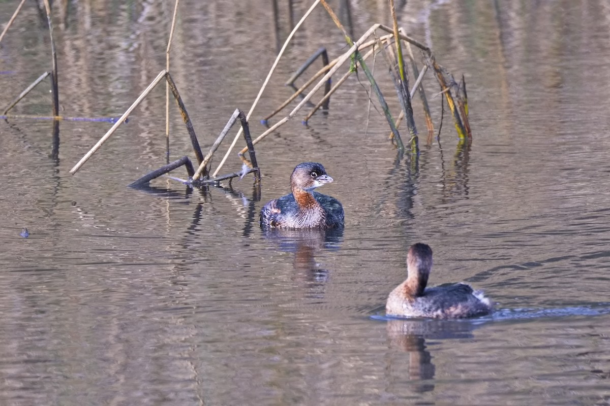 Pied-billed Grebe - ML646449809