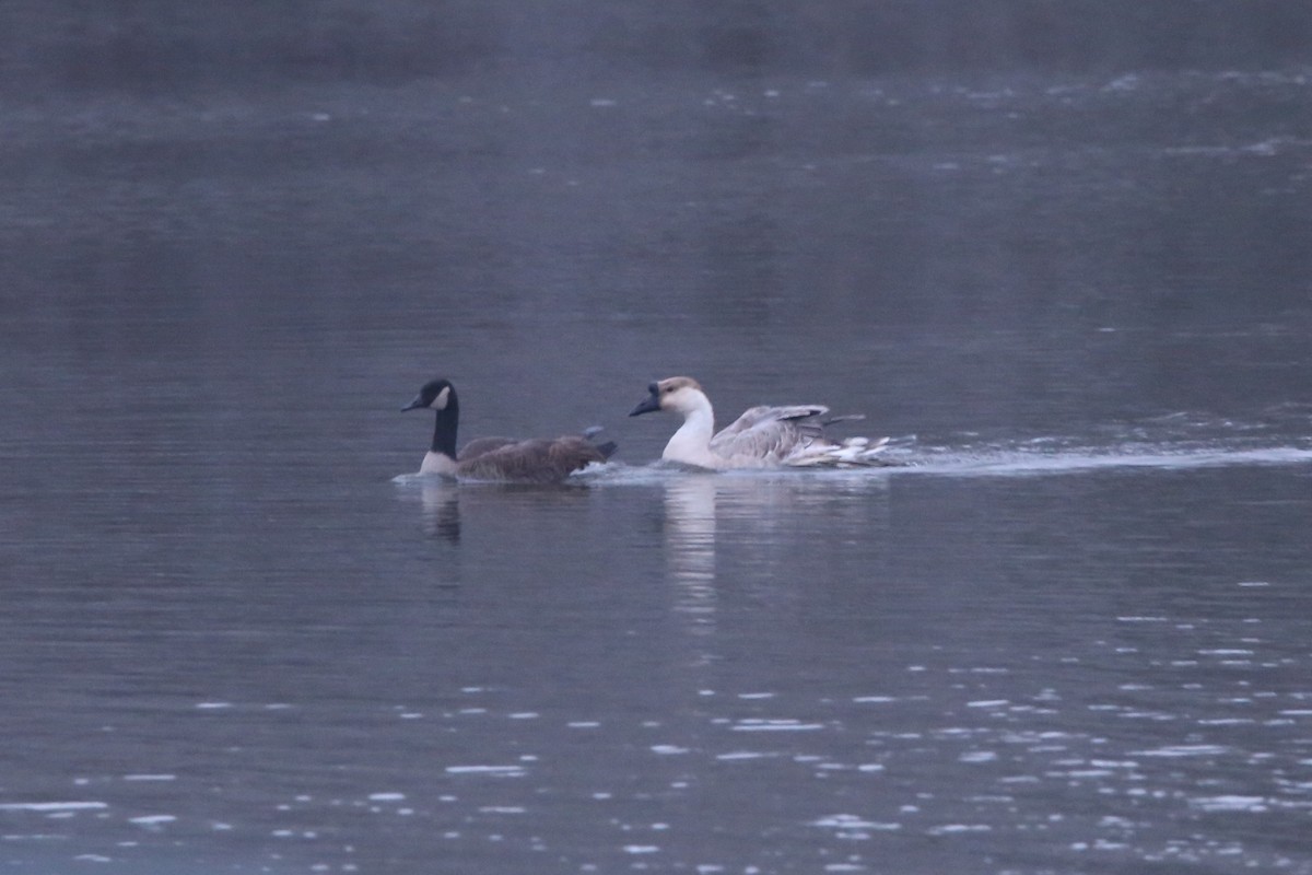 雁類 - ML646449815