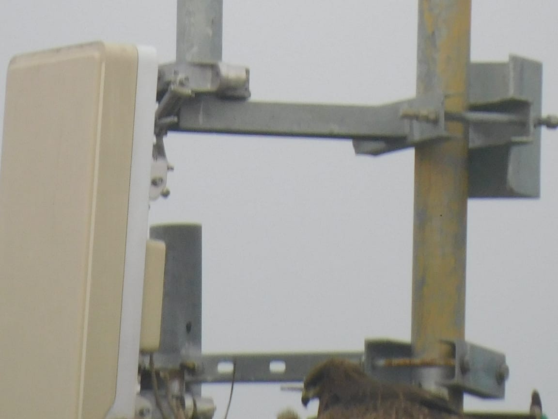 黑鳶 - ML646449821