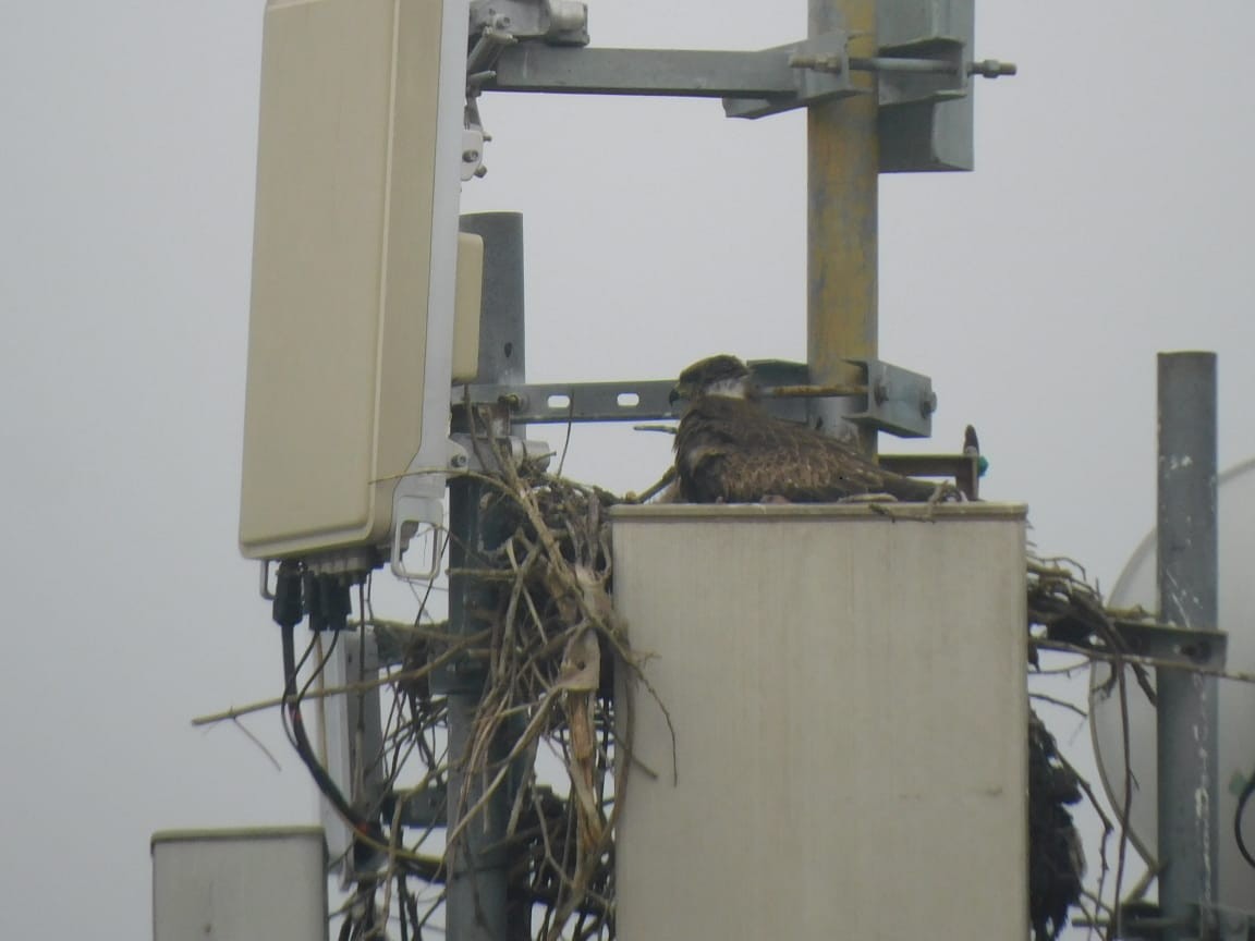 黑鳶 - ML646449822