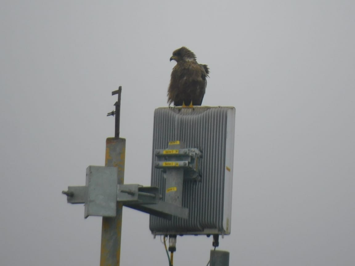 黑鳶 - ML646449823