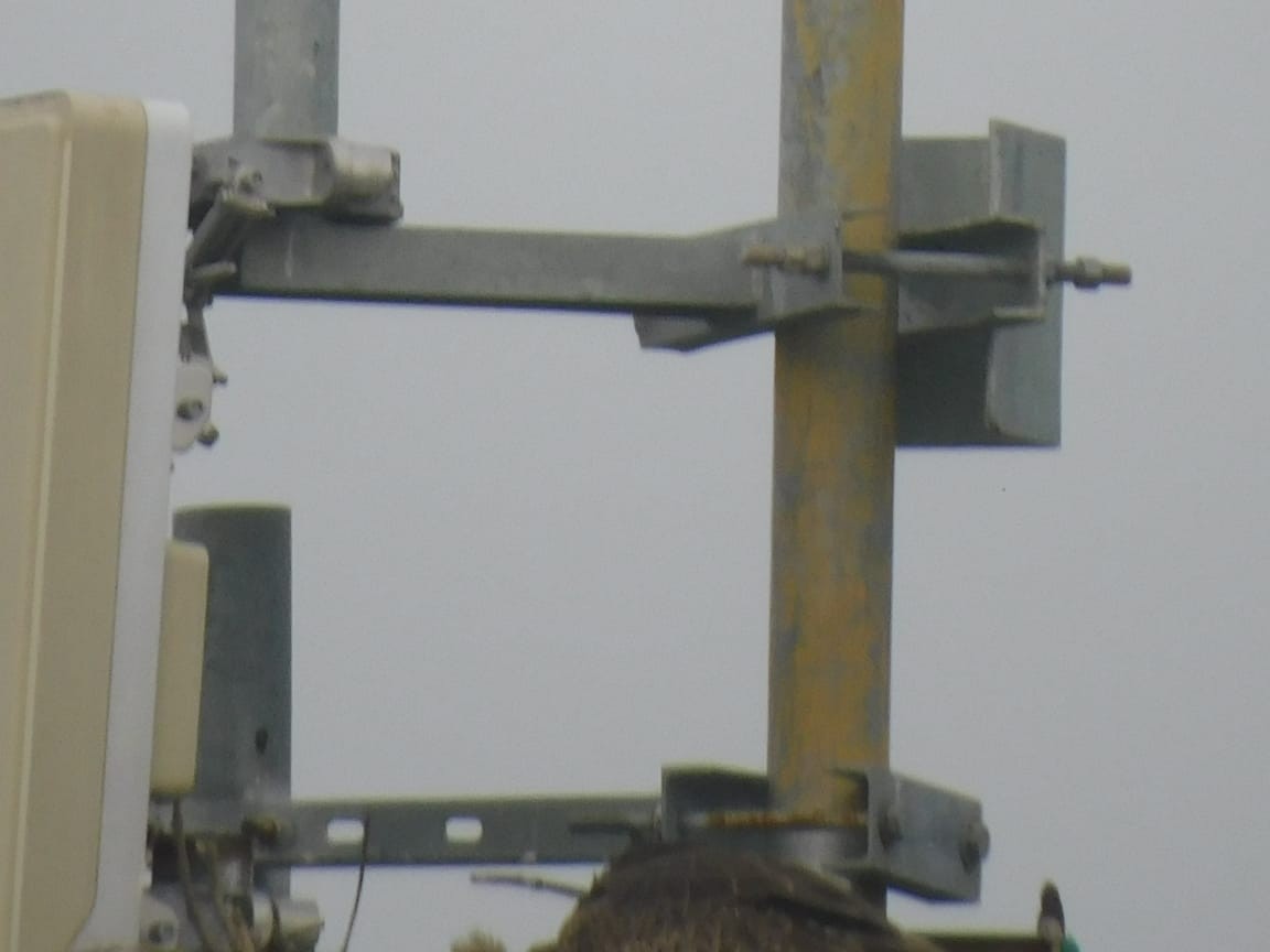 黑鳶 - ML646449824