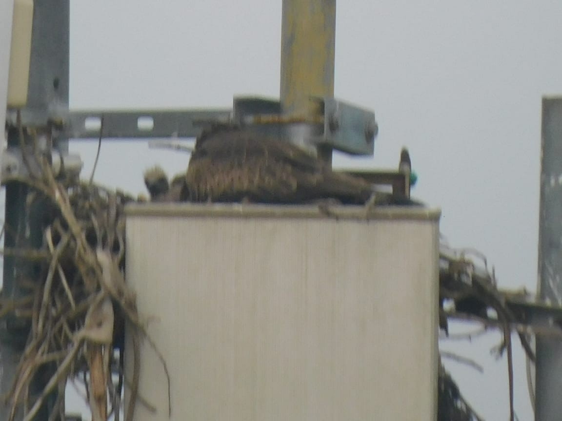 黑鳶 - ML646449825