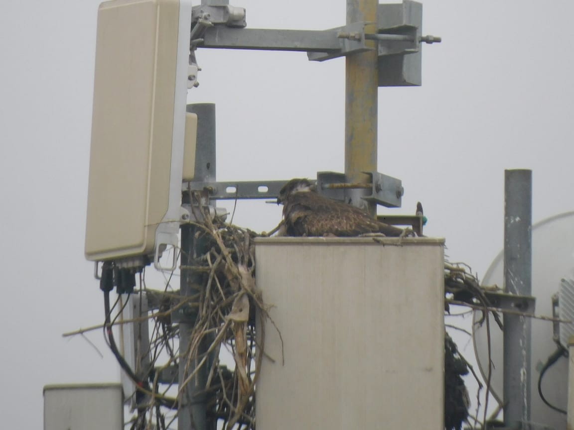 黑鳶 - ML646449826