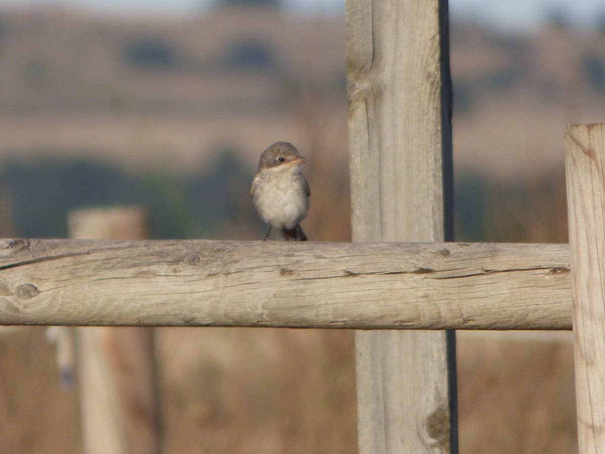 Red-backed Shrike - ML646449831
