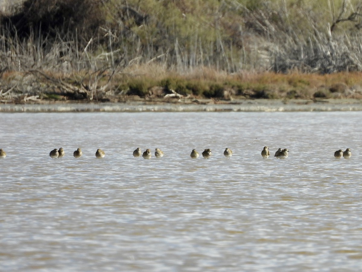 Сивка звичайна - ML646449835
