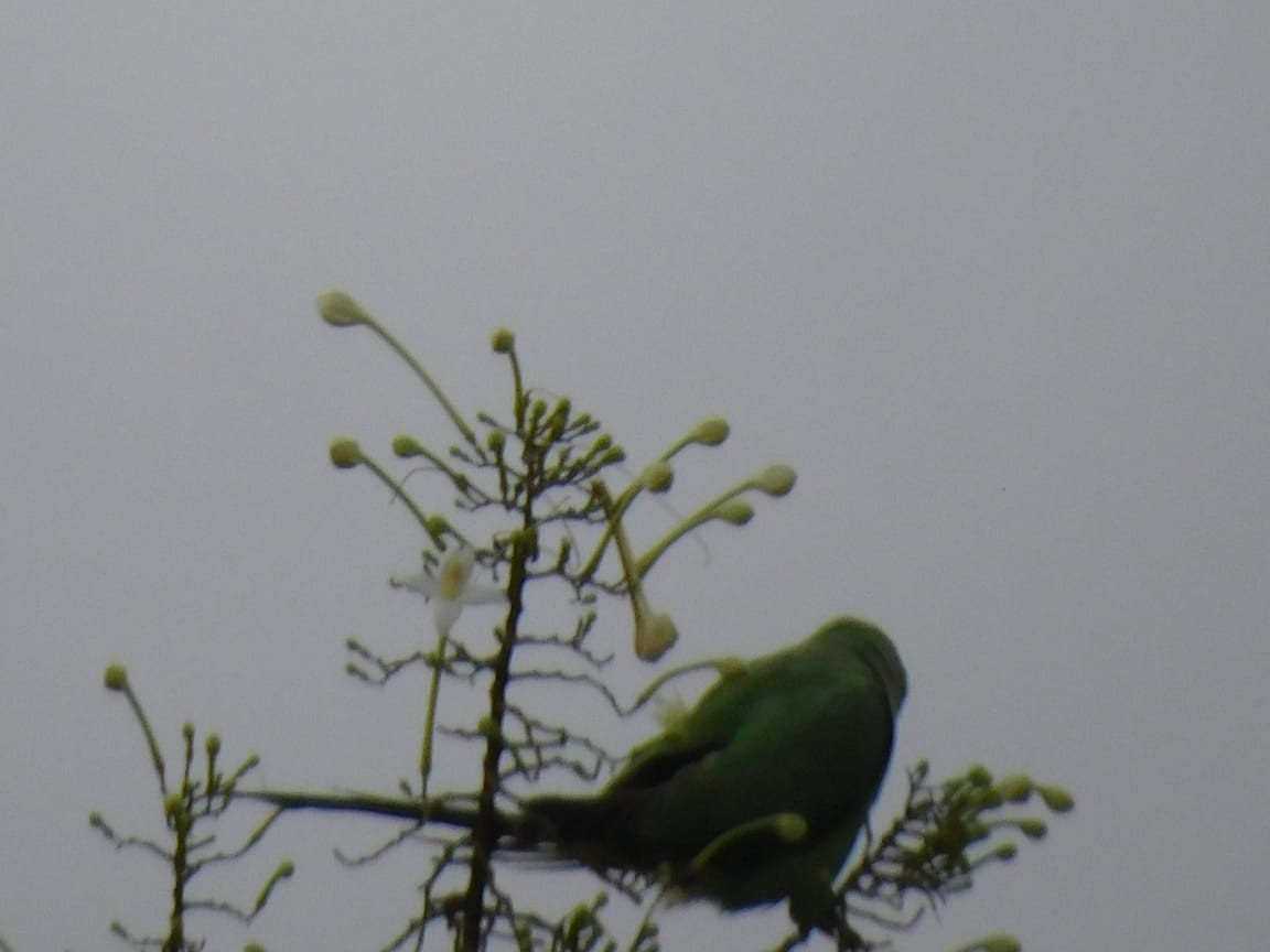 紅領綠鸚鵡 - ML646449836