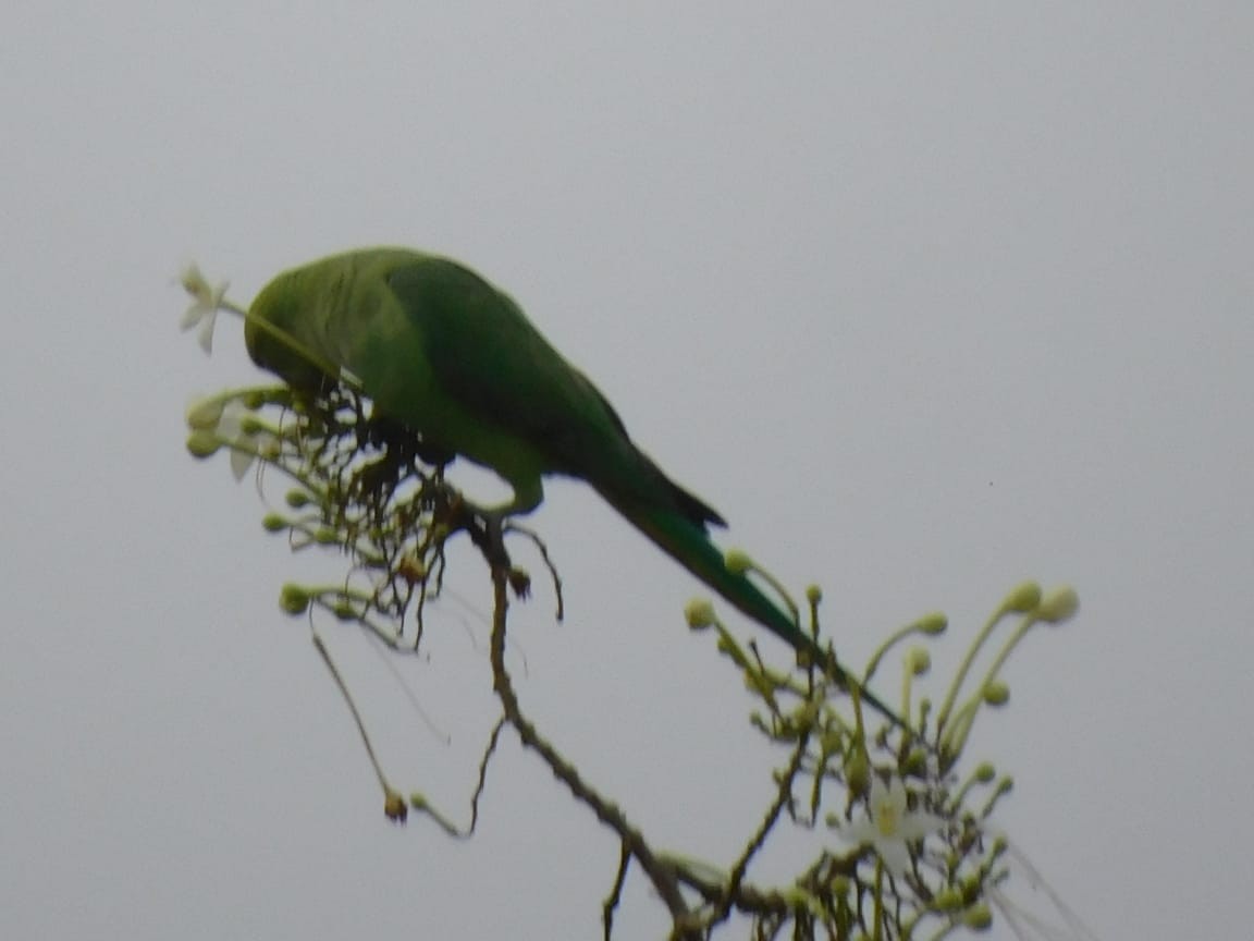 紅領綠鸚鵡 - ML646449837