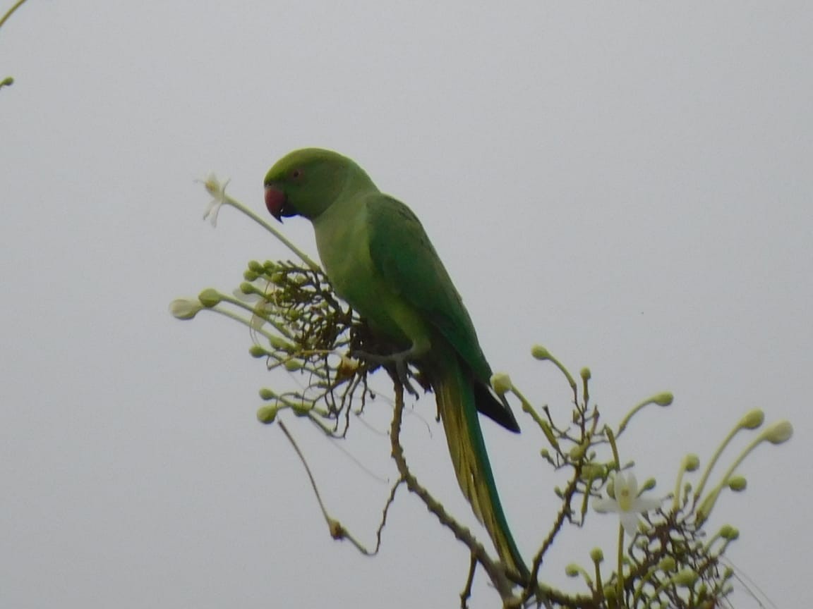 紅領綠鸚鵡 - ML646449838