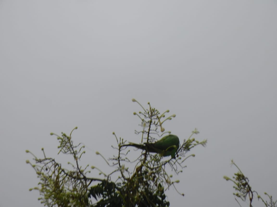 紅領綠鸚鵡 - ML646449839