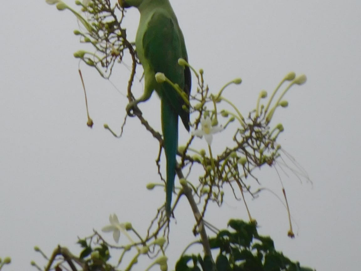 紅領綠鸚鵡 - ML646449840