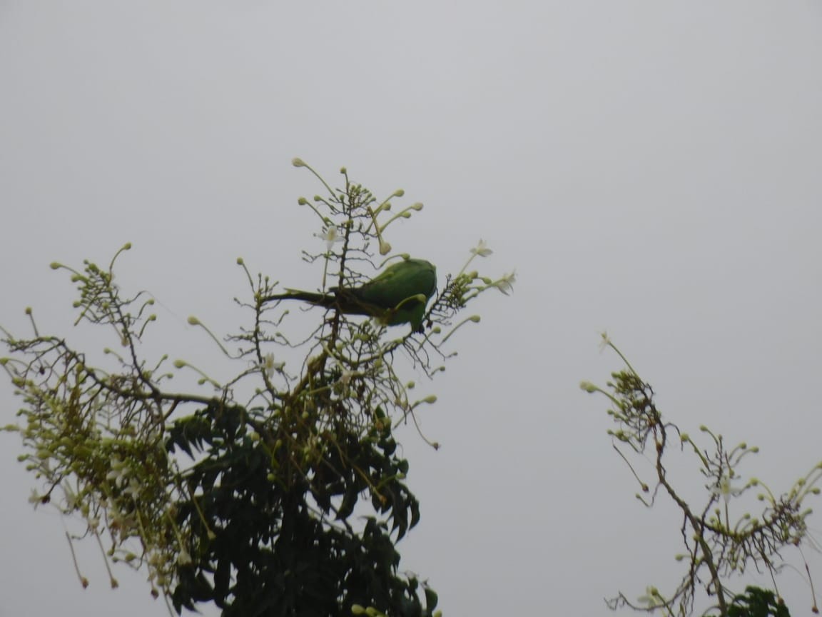 紅領綠鸚鵡 - ML646449841