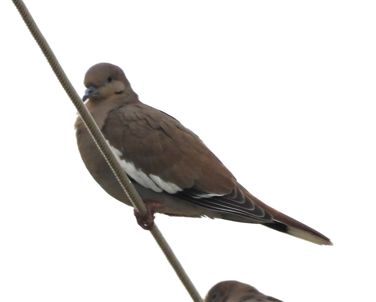 White-winged Dove - ML646449842
