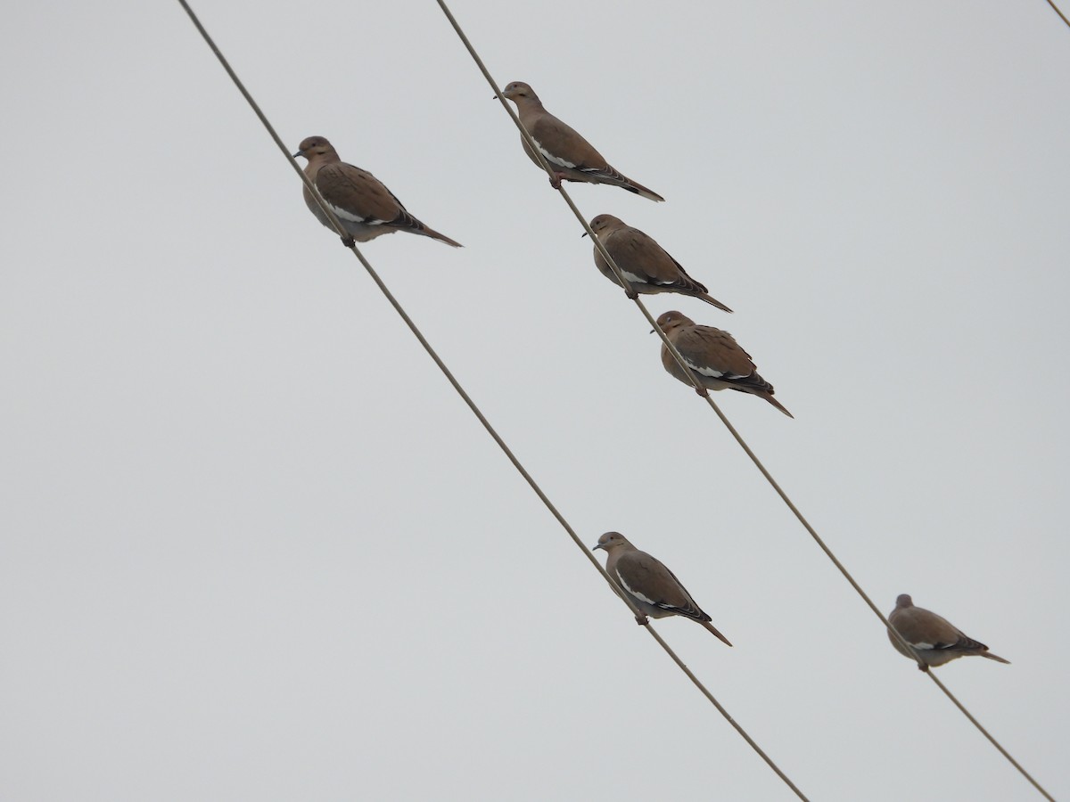 White-winged Dove - ML646449844