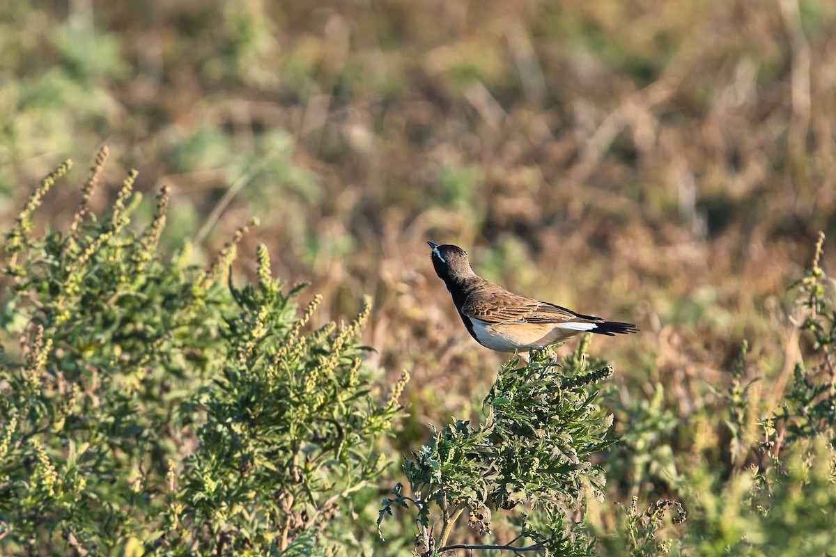 Capped Wheatear - ML646449845