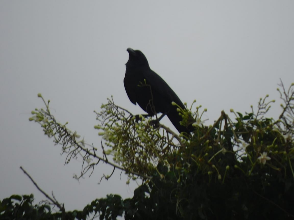 Large-billed Crow - ML646449854