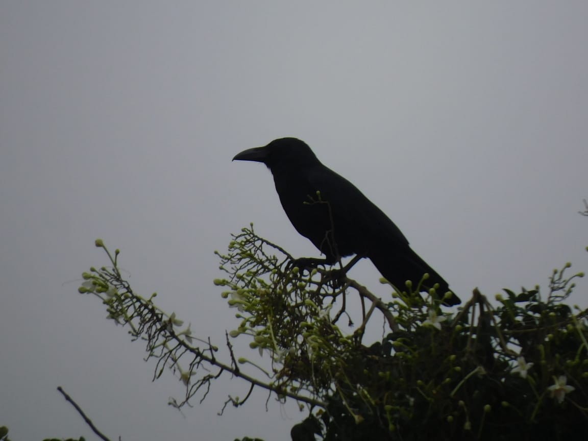 Large-billed Crow - ML646449855