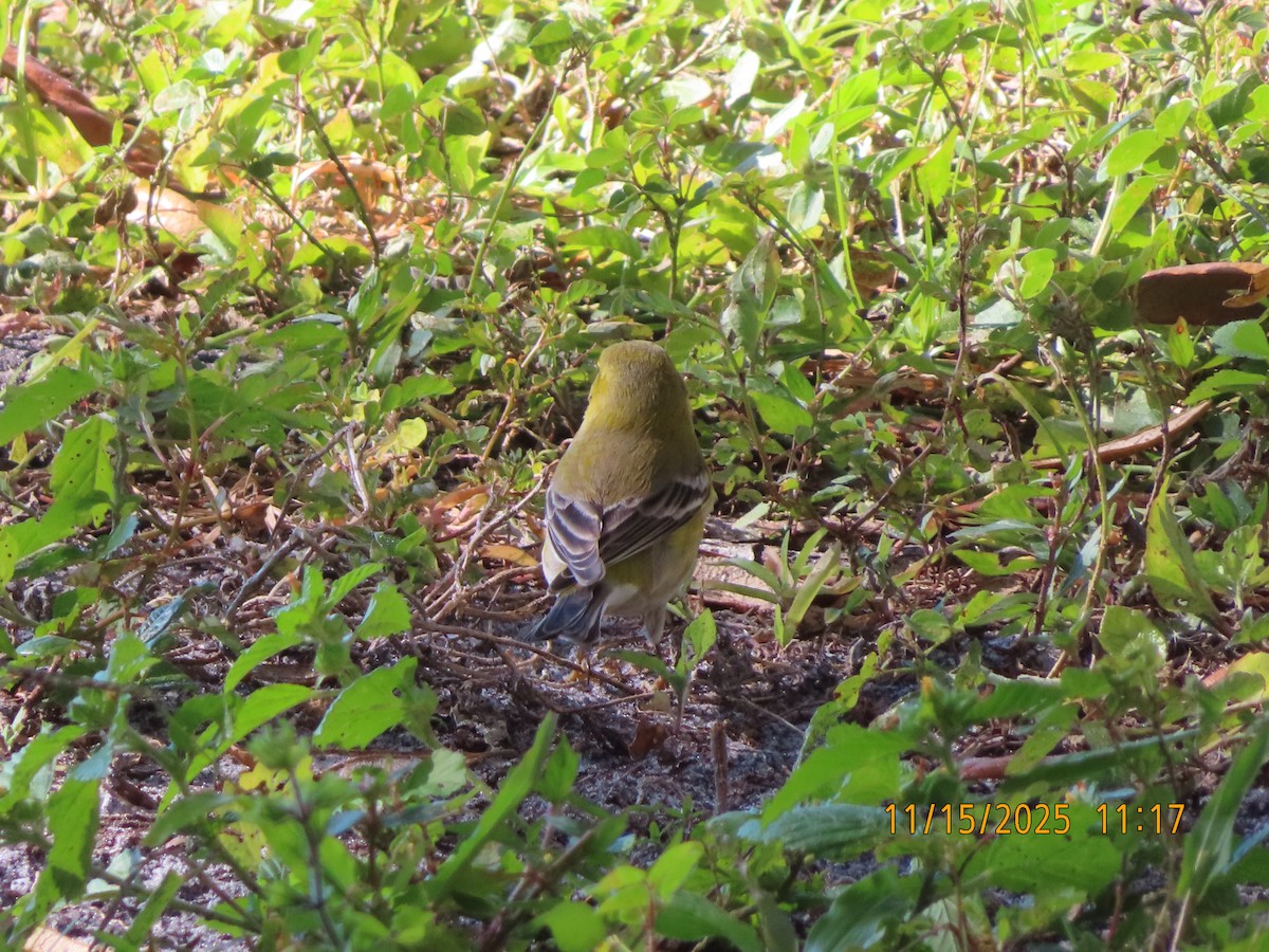 Pine Warbler - ML646449856