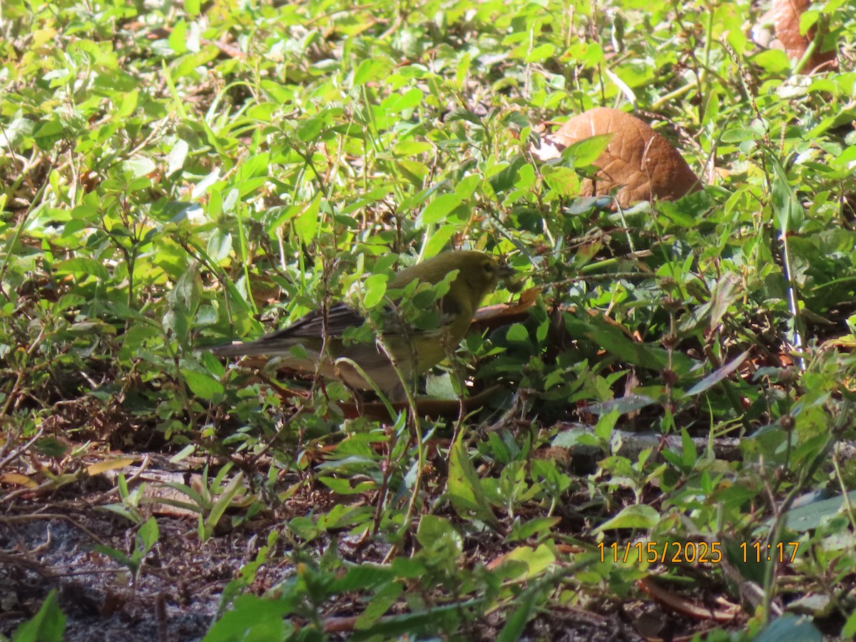 Pine Warbler - ML646449857