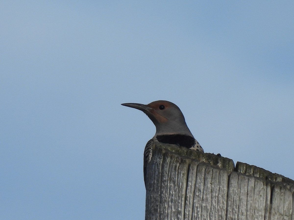 Northern Flicker (Red-shafted) - ML646449859