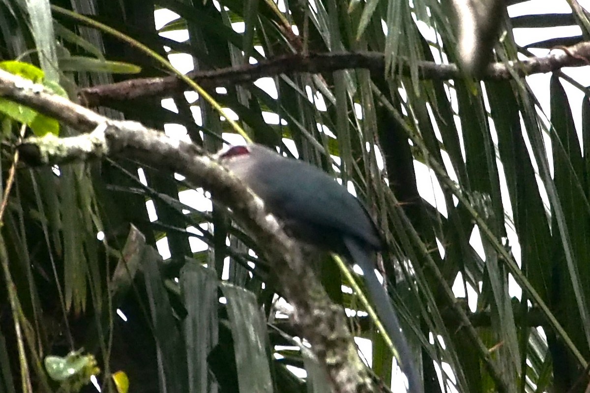 Green-billed Malkoha - ML646449860