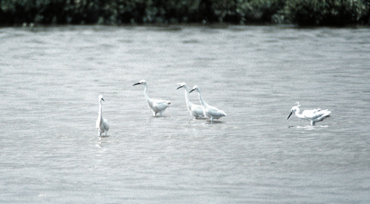 Little Egret (Western) - ML646449861