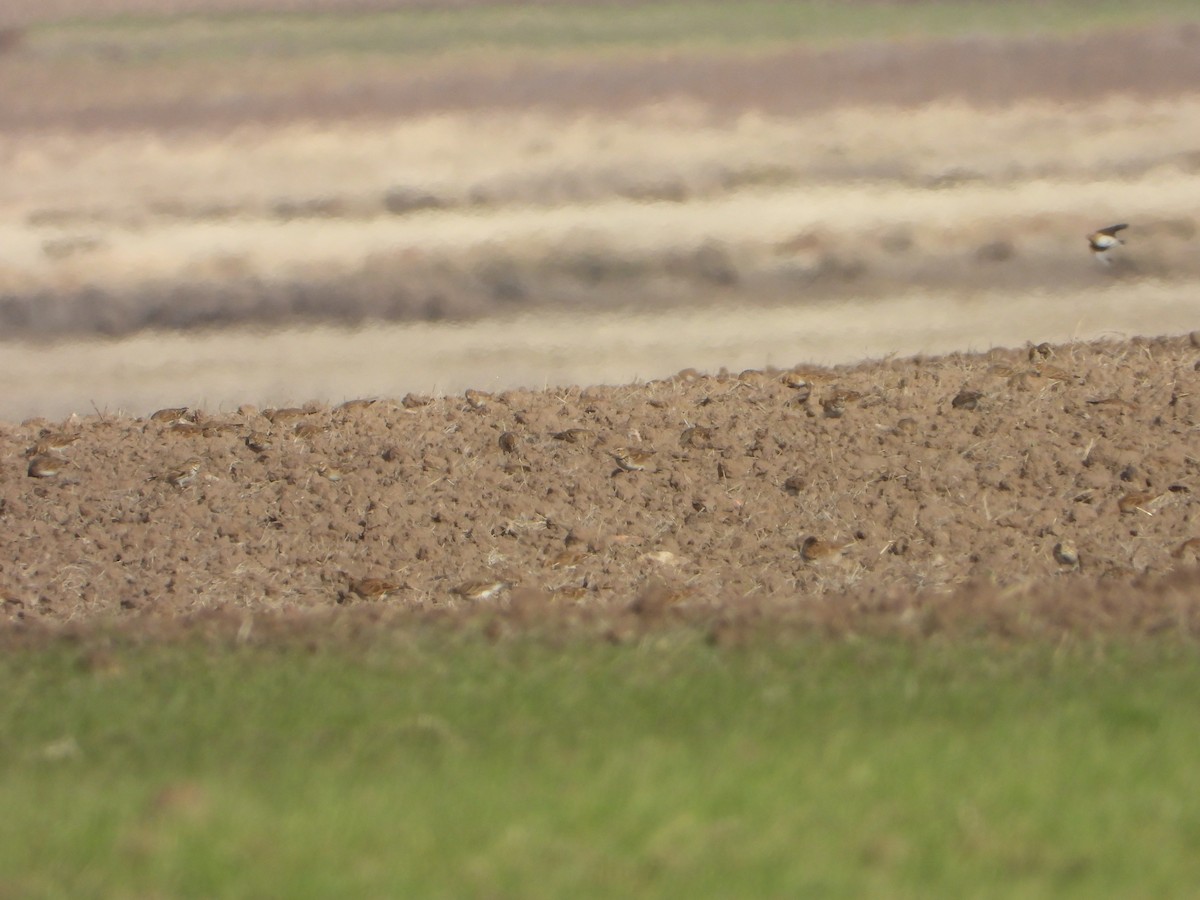 Calandra Lark - ML646449863