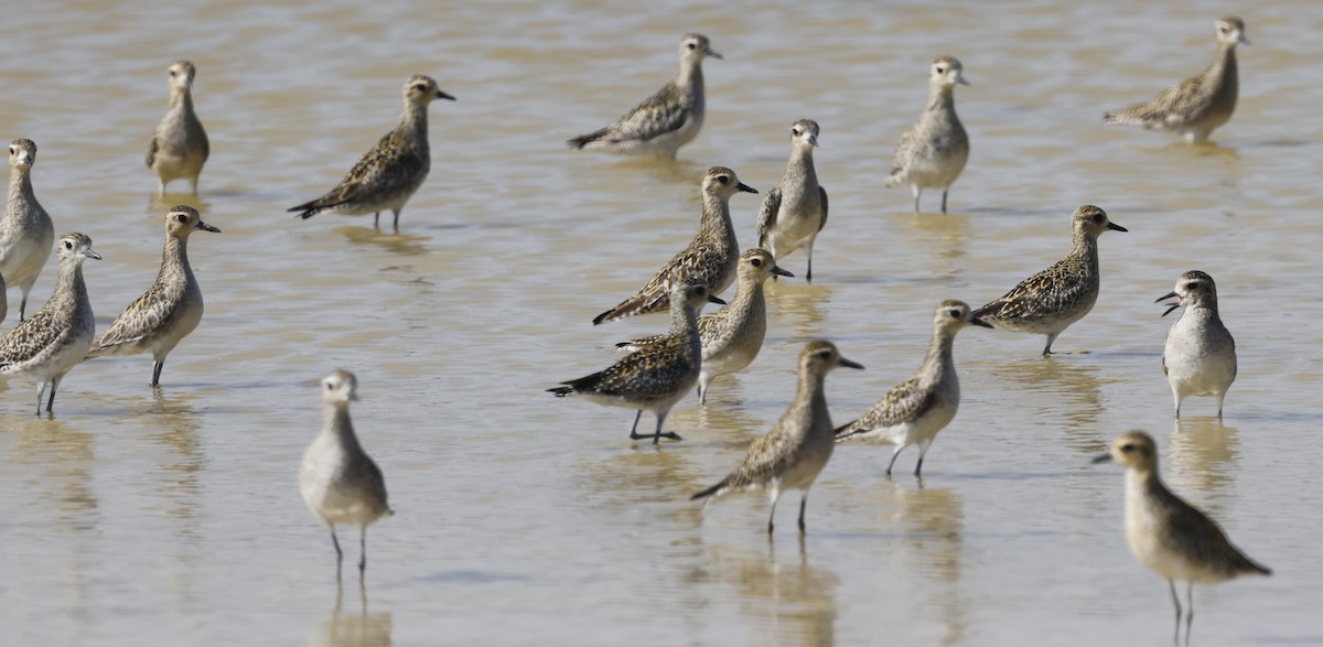 Pacific Golden-Plover - ML646449864