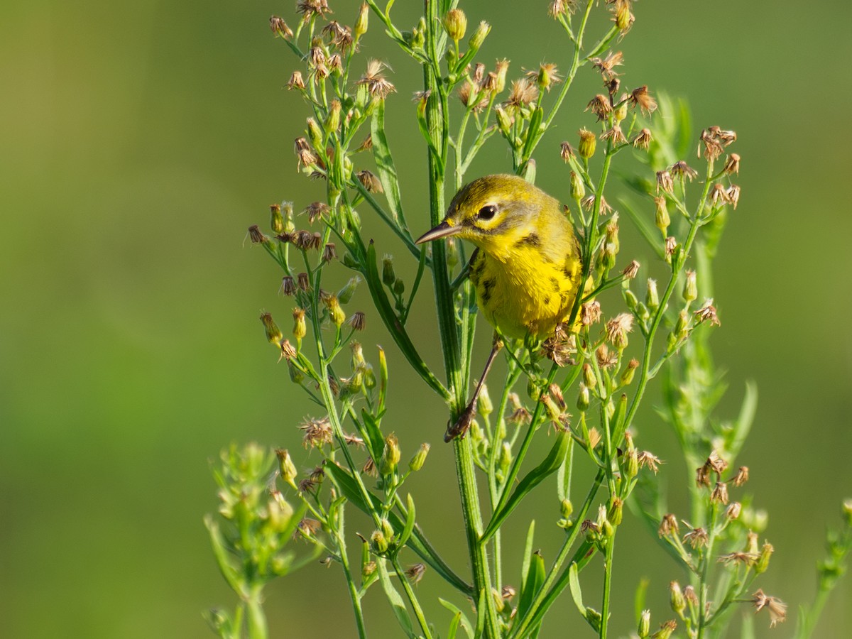 Prairie Warbler - ML646449865