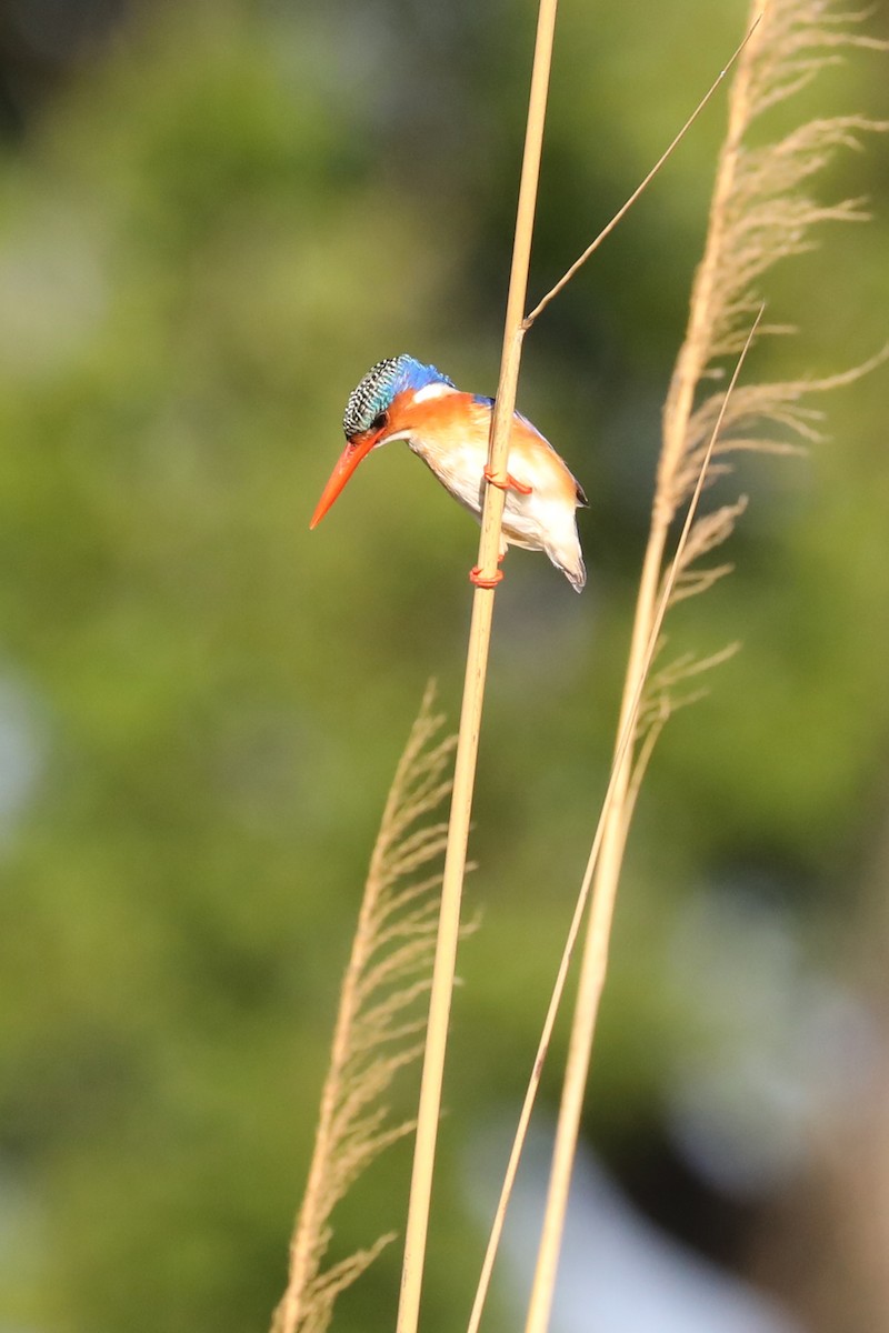 Malachite Kingfisher - ML646449866