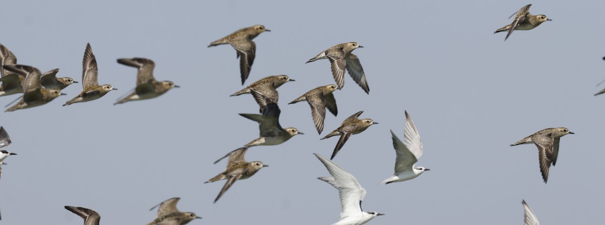 Pacific Golden-Plover - ML646449868