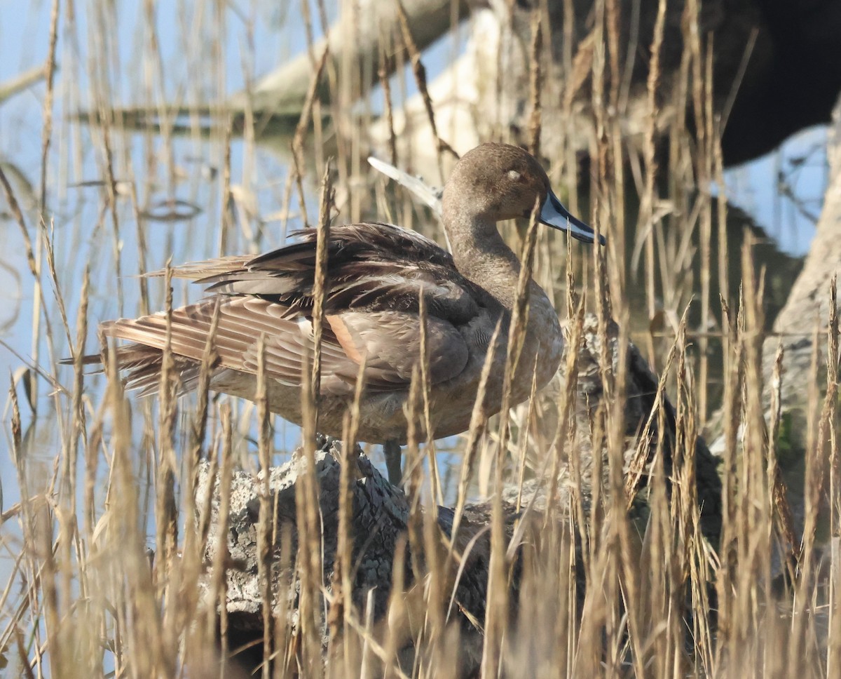 Northern Pintail - ML646449869