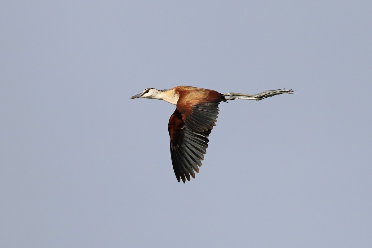 African Jacana - ML646449870