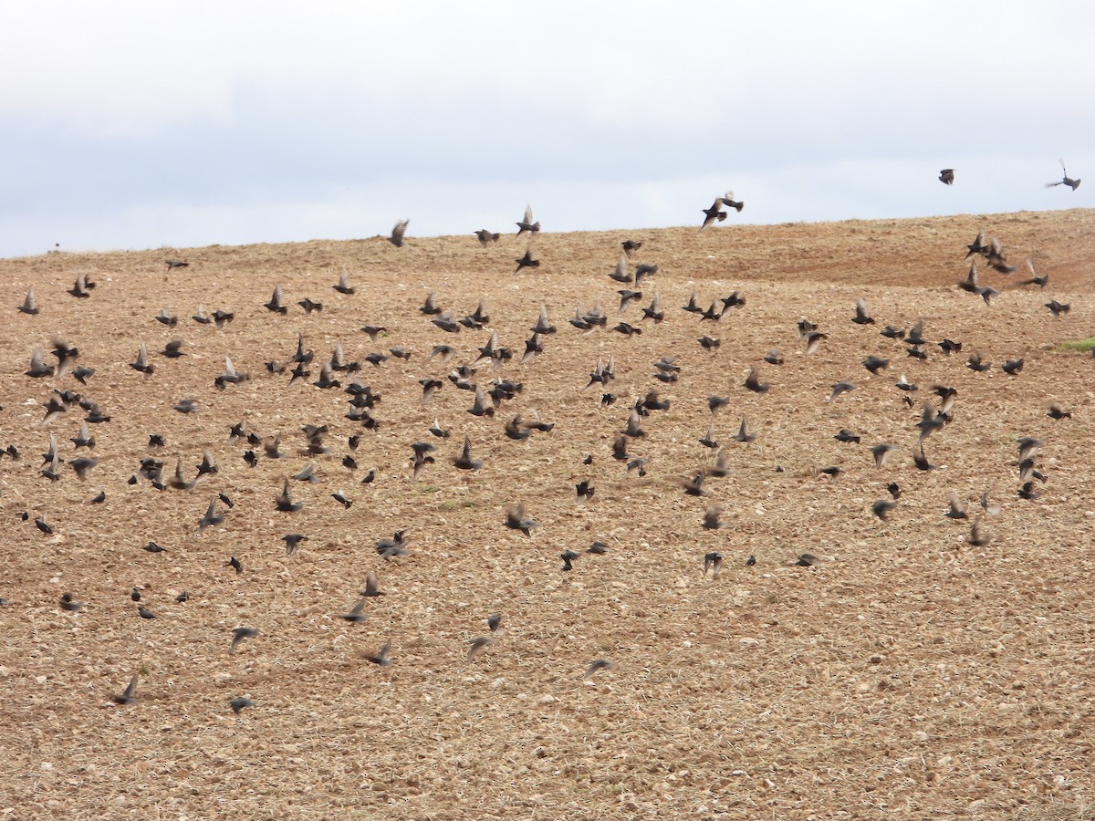 Spotless Starling - ML646449871