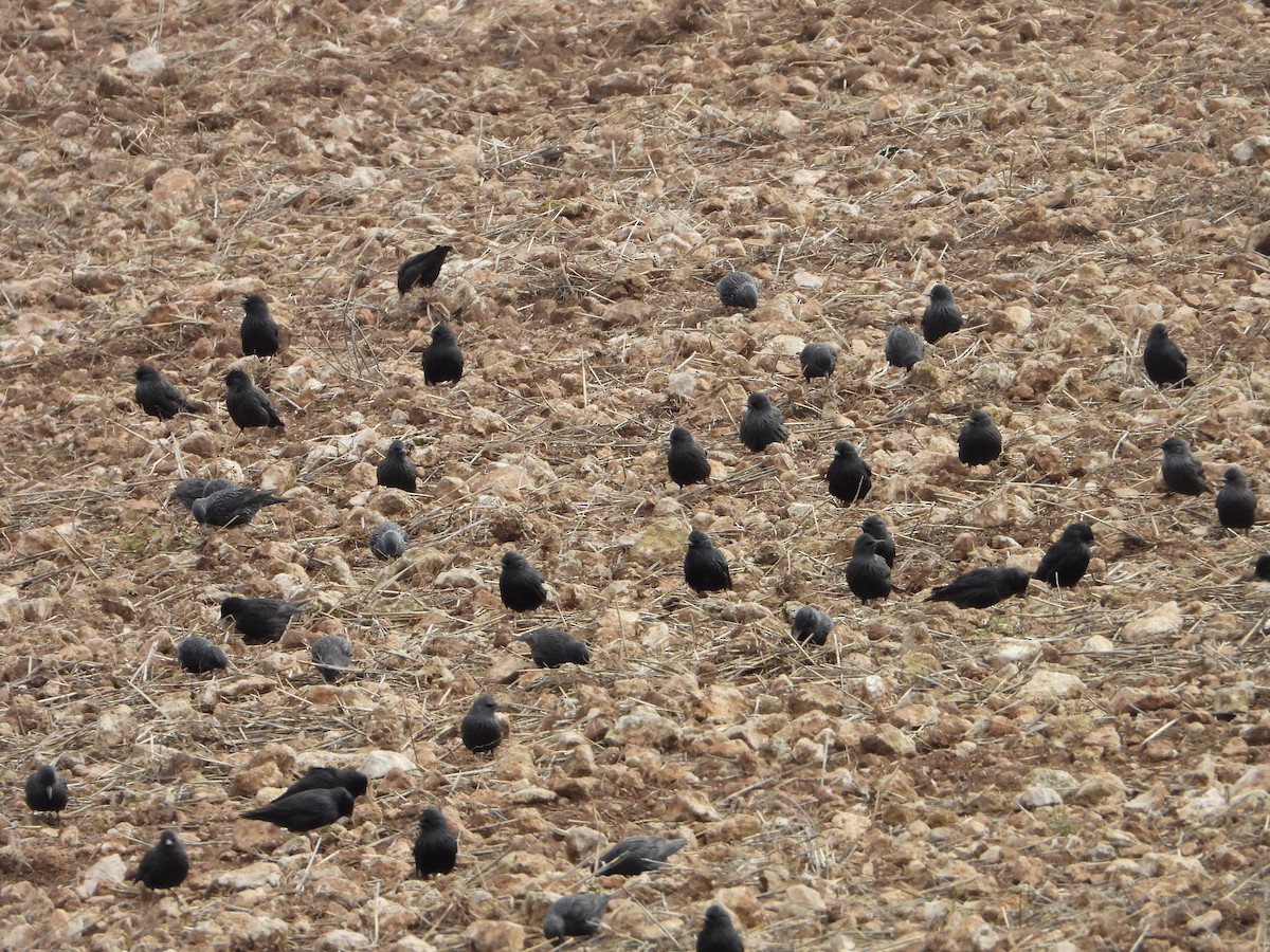 Spotless Starling - ML646449872