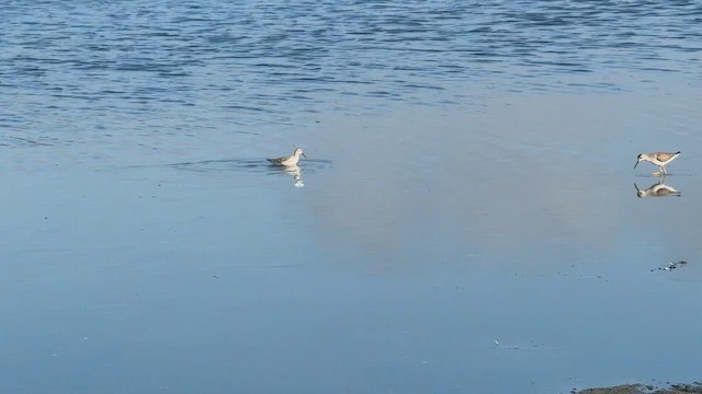 Wilson's Phalarope - ML646449874