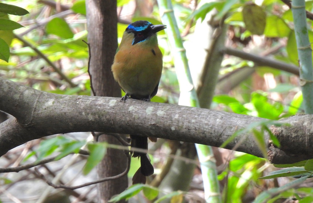 Lesson's Motmot - ML646449875
