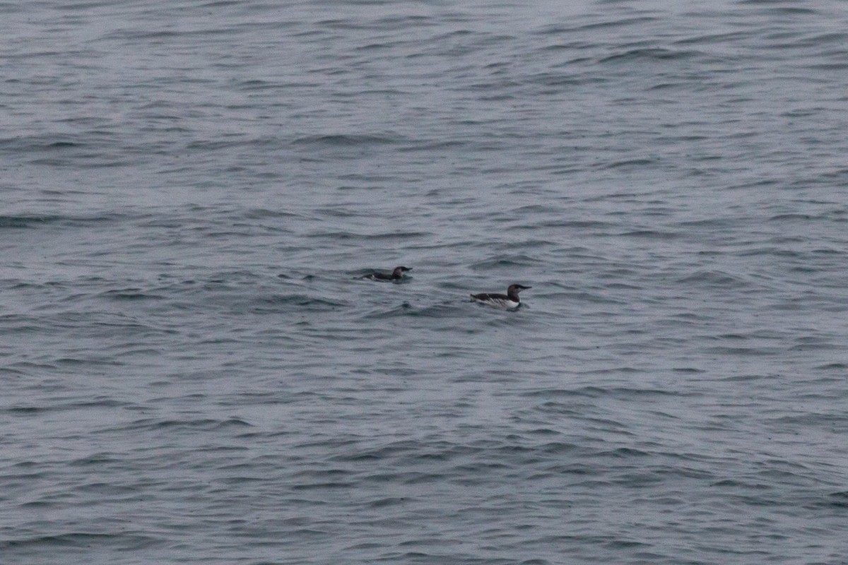 Common Murre - ML646449876