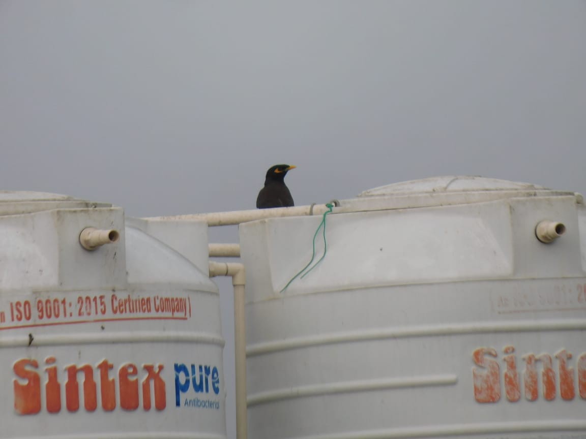 Common Myna - ML646449877