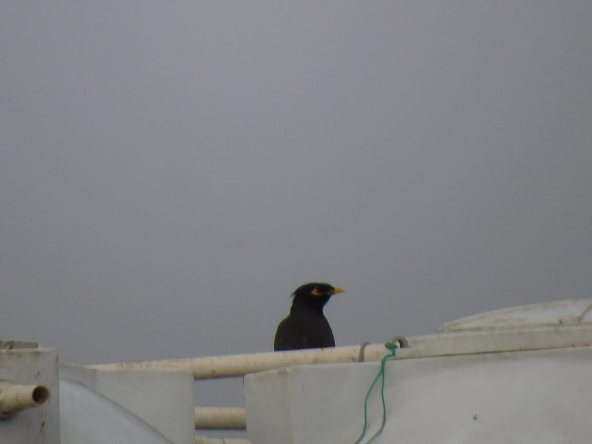 Common Myna - ML646449878