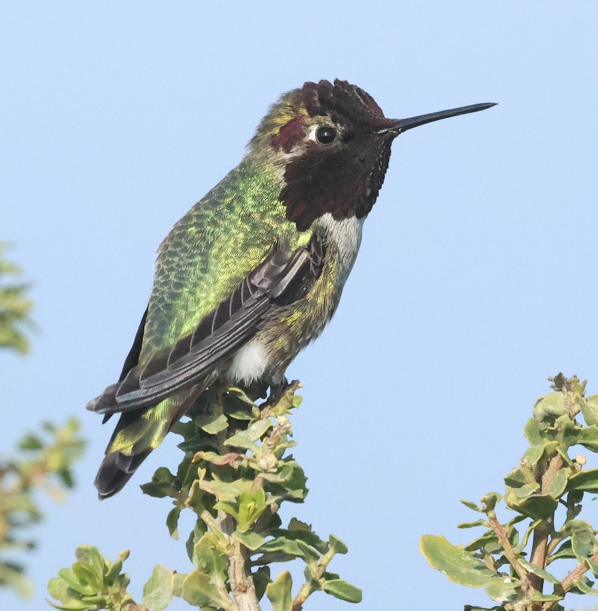 Anna's Hummingbird - ML646449880