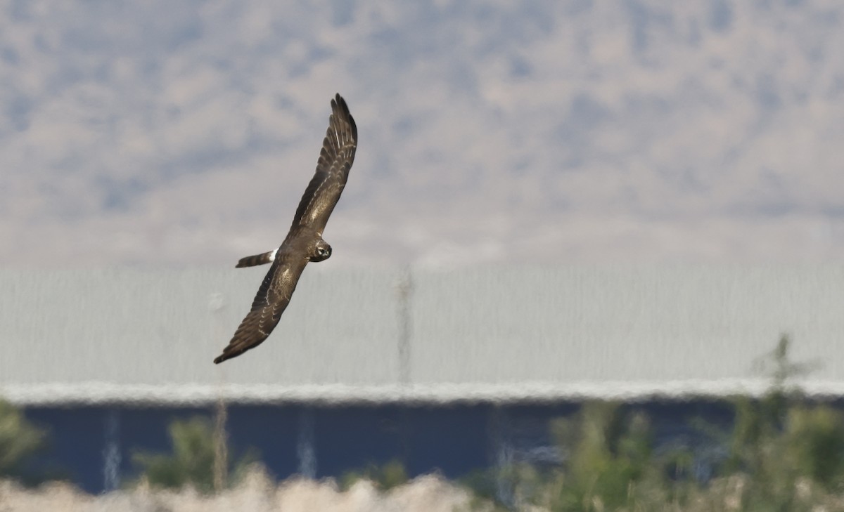 Montagu's Harrier - ML646449881