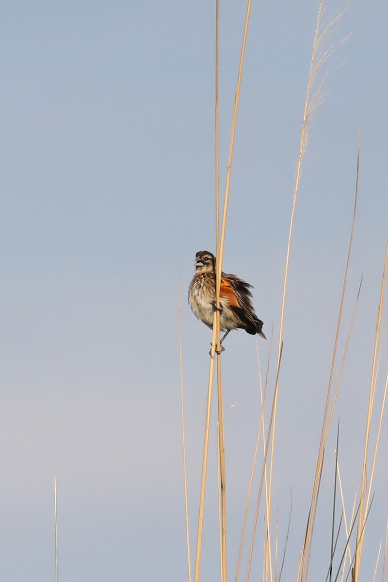 Luapula Cisticola - ML646449882