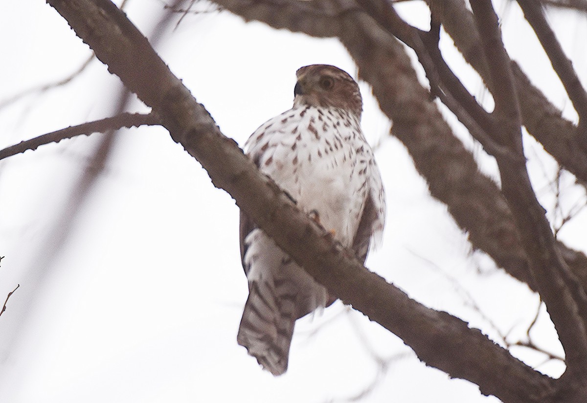 Cooper's Hawk - ML646449883