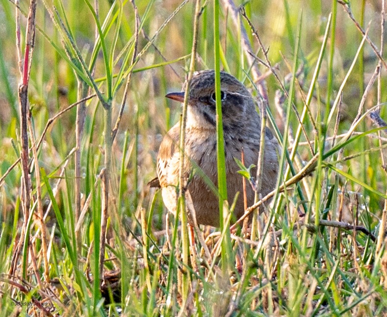 Blyth's Pipit - ML646449885