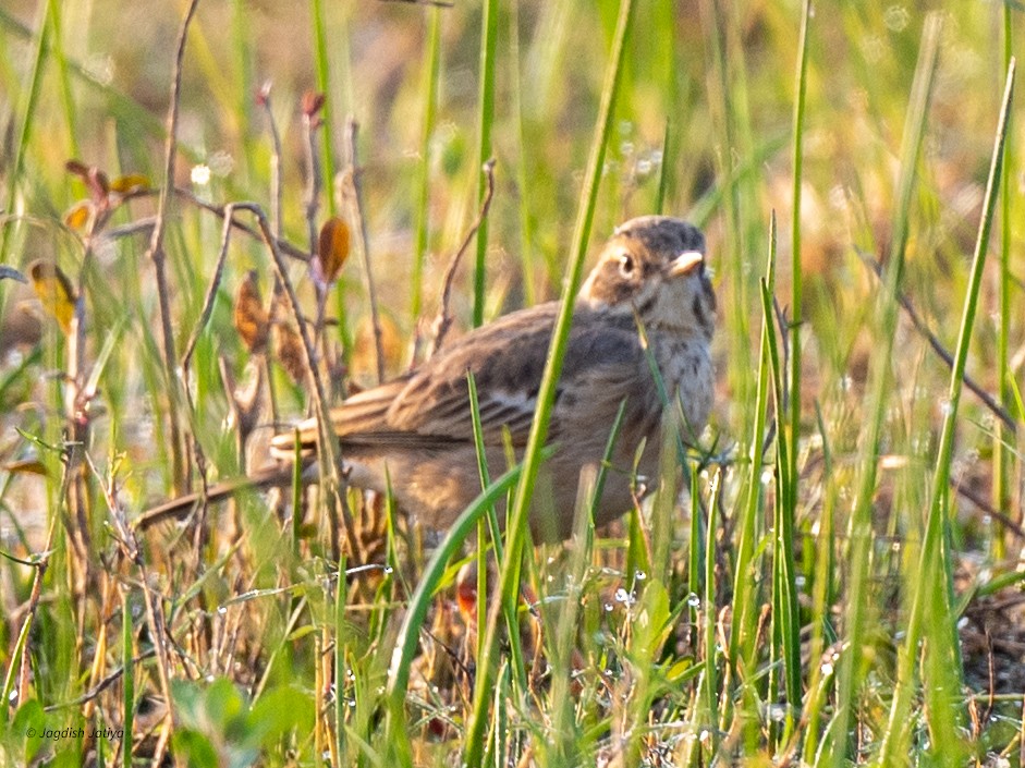 Blyth's Pipit - ML646449886