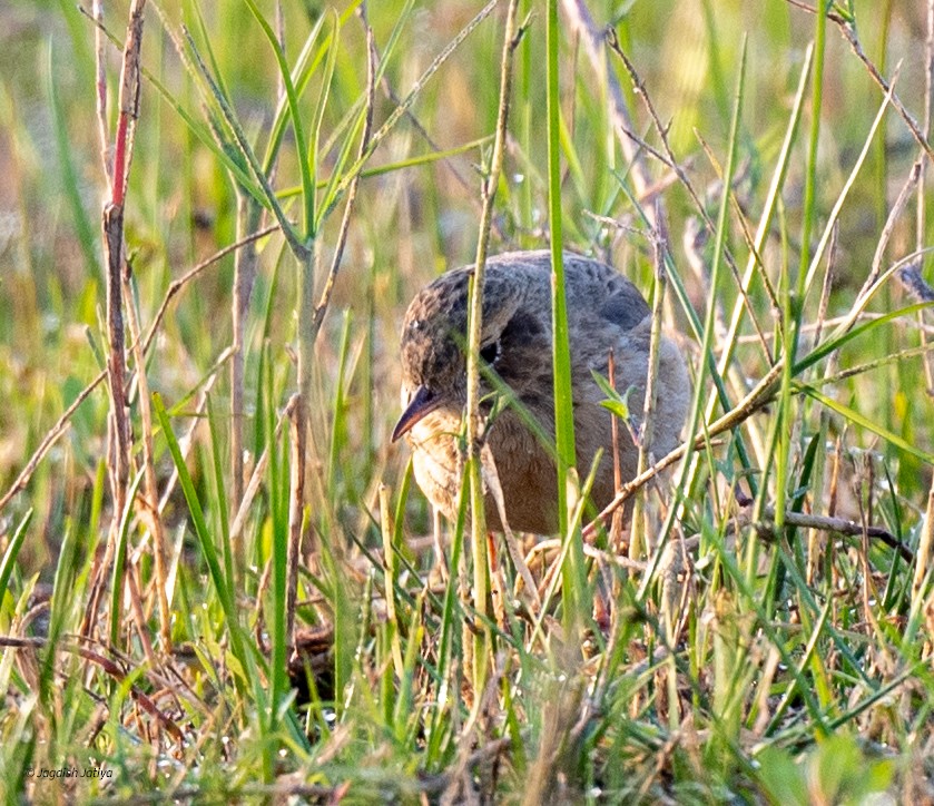 Blyth's Pipit - ML646449887